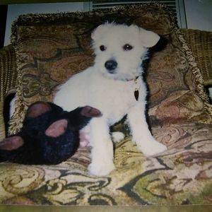 Meet your Posher, Pebbles